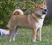 Stryder8.jpg (10647 bytes)